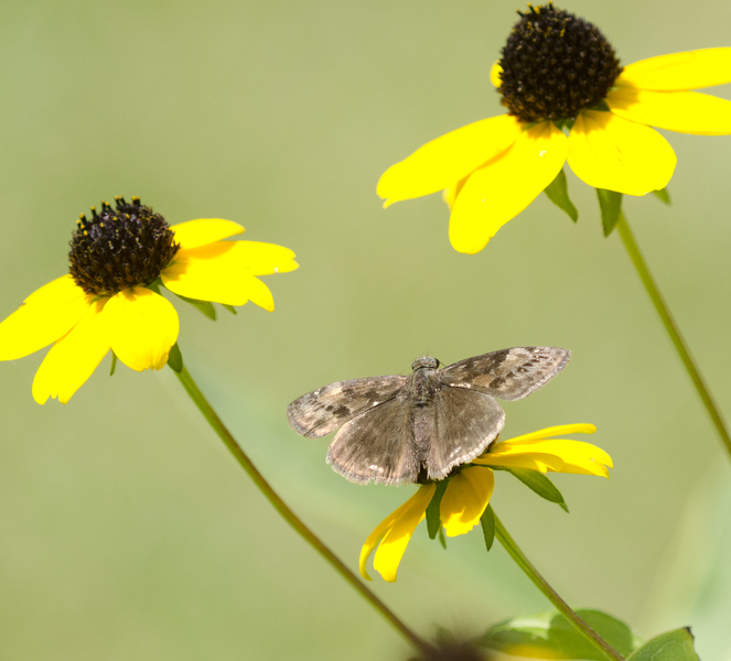 Lepidoptera