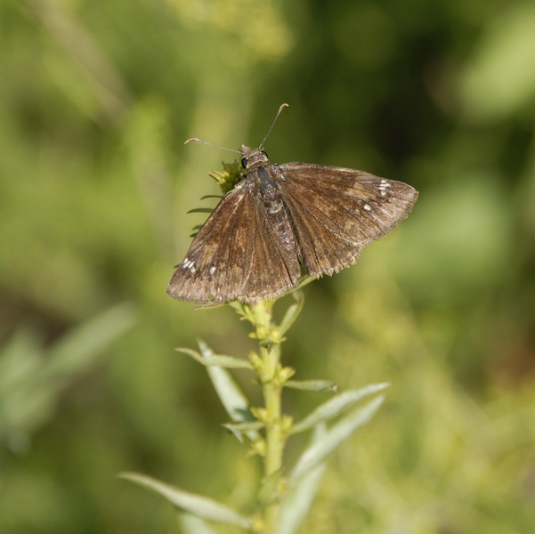 skipper0432