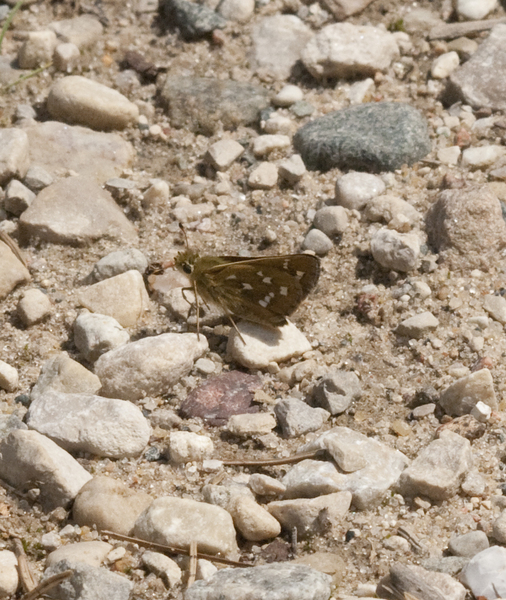 Lepidoptera