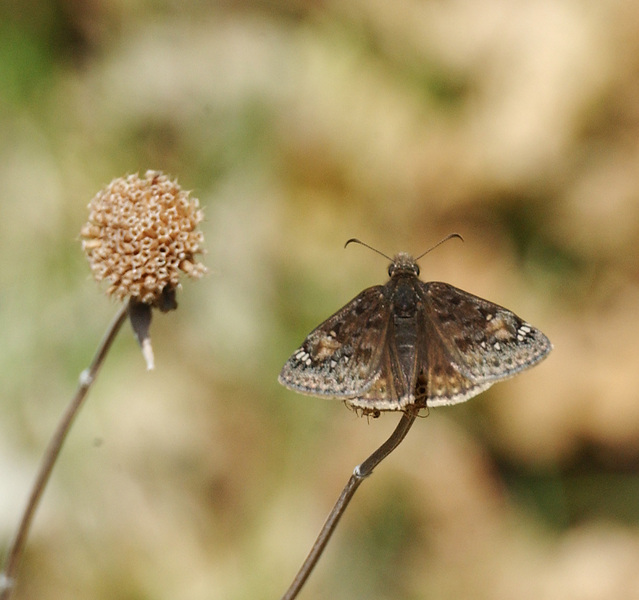 Eumetazoa