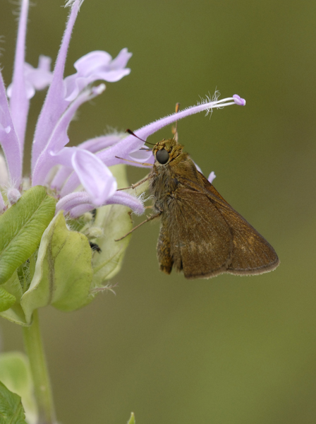 Eumetazoa