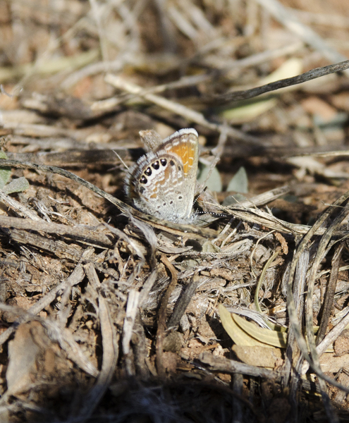 Lepidoptera