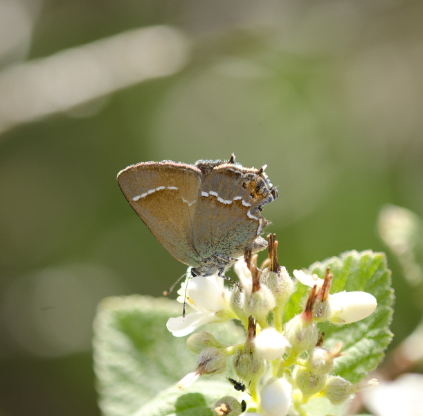 Callophrys2657