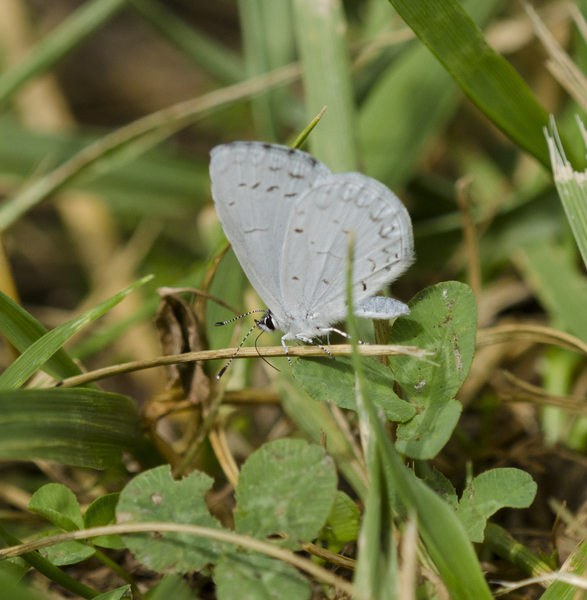 Papilionoidea