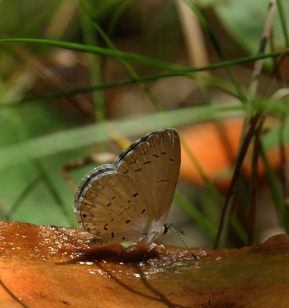 Celastrina_neglecta2021