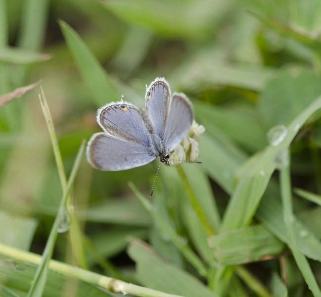 Papilionoidea