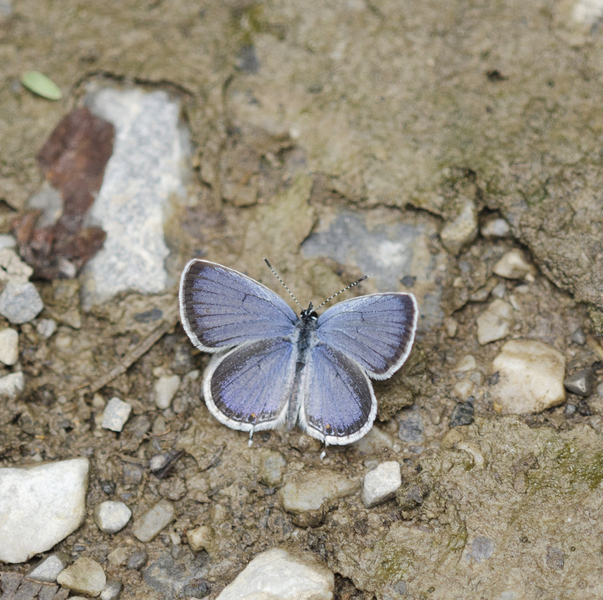 Papilionoidea