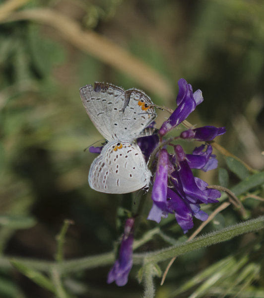 Papilionoidea