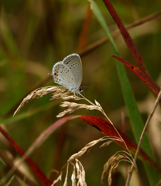 Papilionoidea