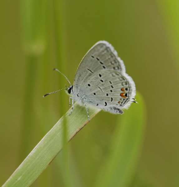 Papilionoidea