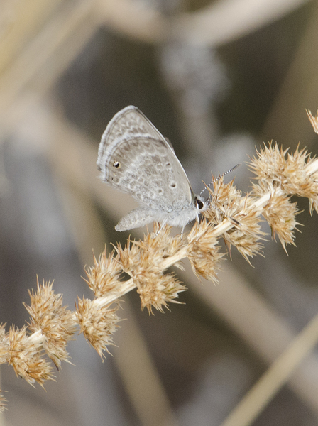 Lepidoptera