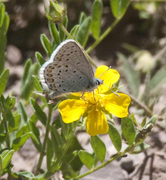 Papilionoidea