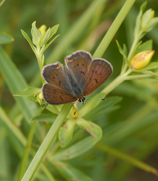 Papilionoidea