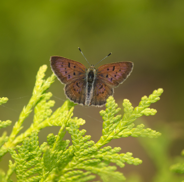 Papilionoidea