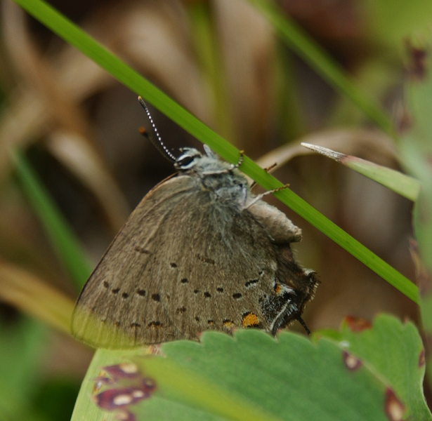 Papilionoidea