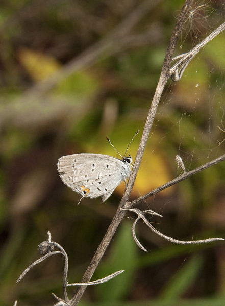 Lepidoptera