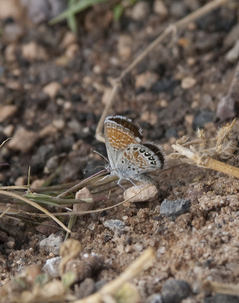 Papilionoidea