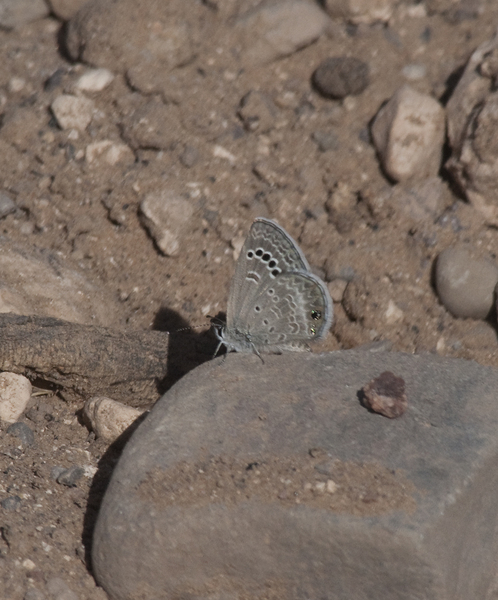 Papilionoidea