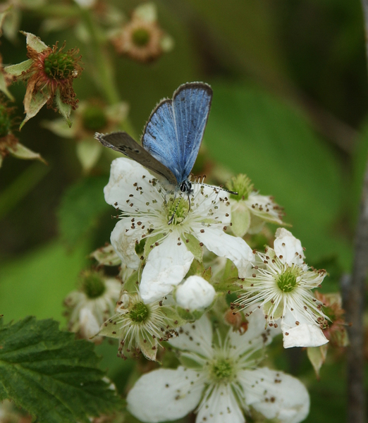 Papilionoidea