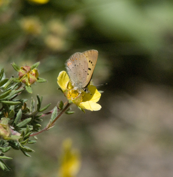 Eumetazoa