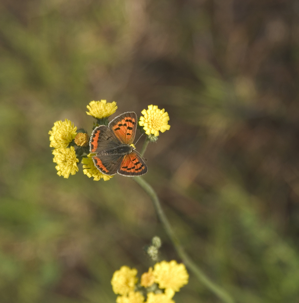 Lycaena phlaeas