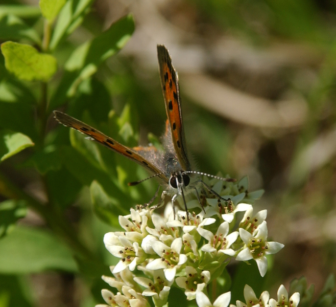 Lycaena phlaeas