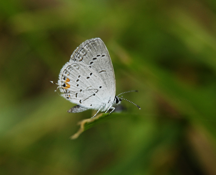 Papilionoidea