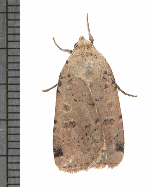 Abagrotis7270