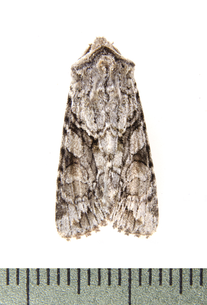 Noctuoidea