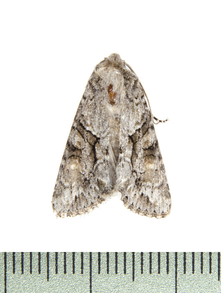 Noctuoidea