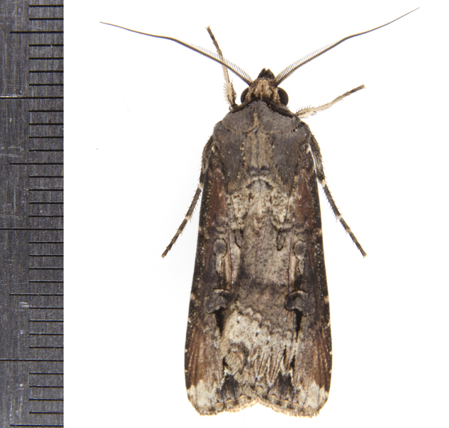 Agrotis1640