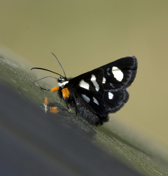 Lepidoptera