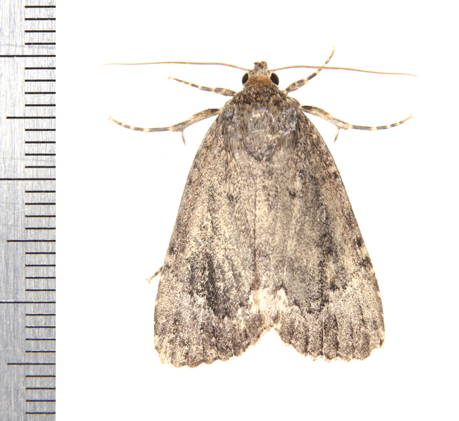 Noctuoidea