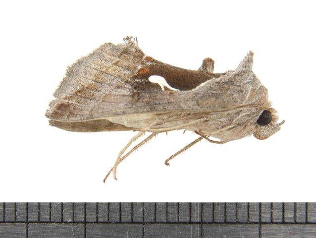 Photo of Anagrapha falcifera