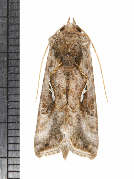 Noctuidae