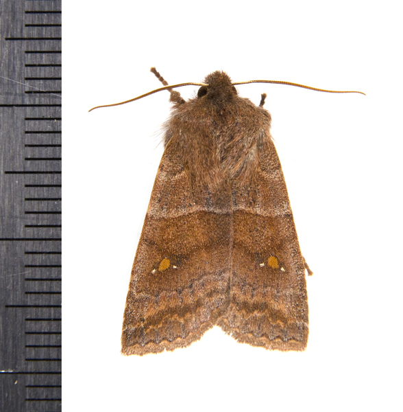 Noctuidae