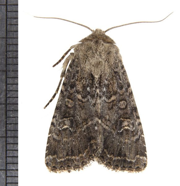 Noctuoidea