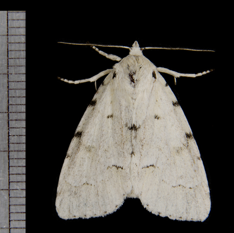 Photo of Acronicta innotata