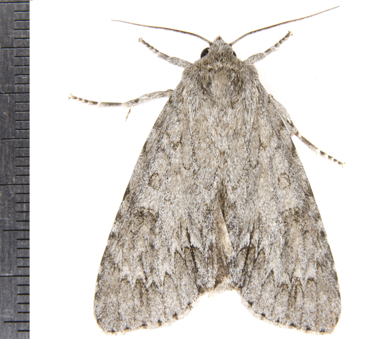 Photo of Acronicta americana