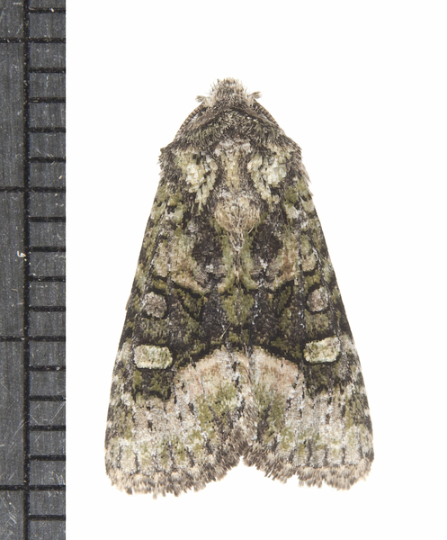 Noctuidae