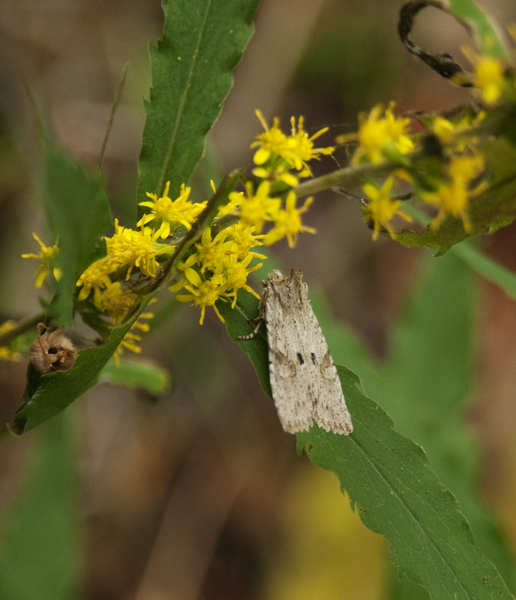 Noctuoidea