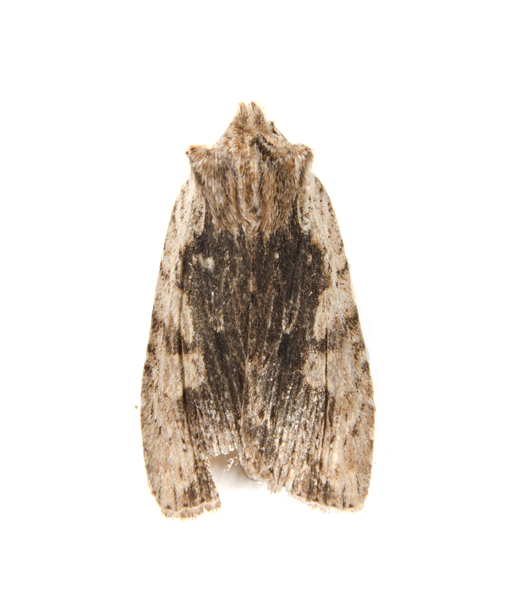 Noctuoidea