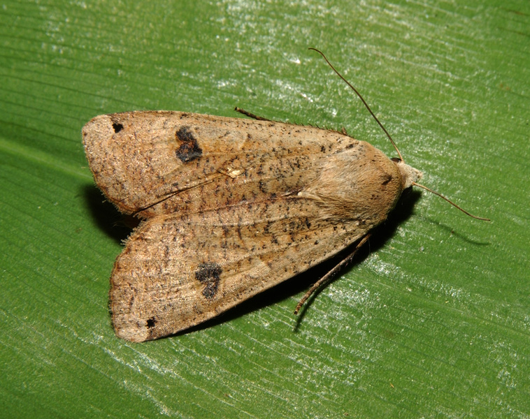 Lepidoptera