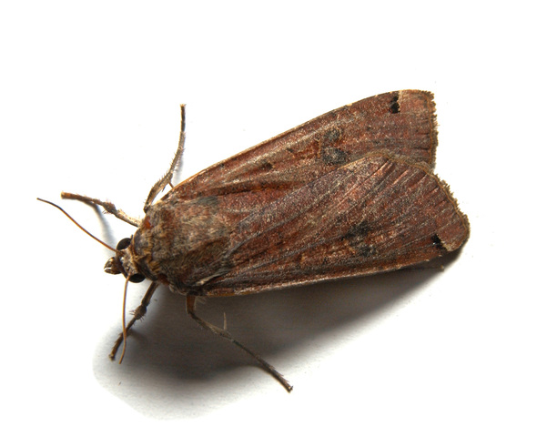 Photo of Noctua pronuba