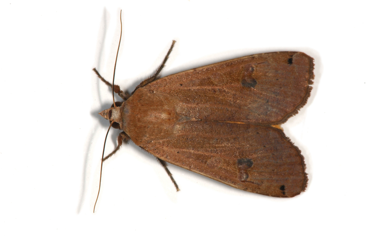 Photo of Noctua pronuba