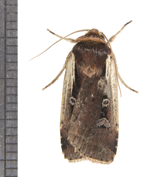 Noctuidae