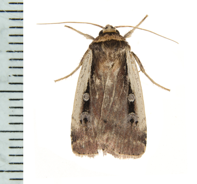 Noctuidae