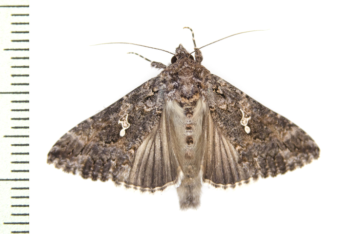 Photo of Trichoplusia ni