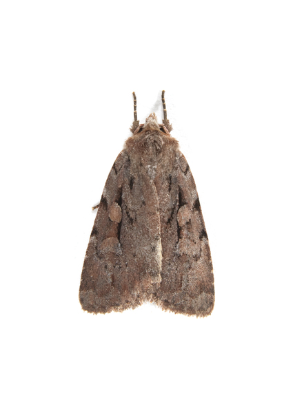 Noctuidae