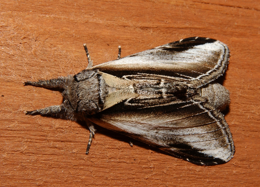 Noctuoidea